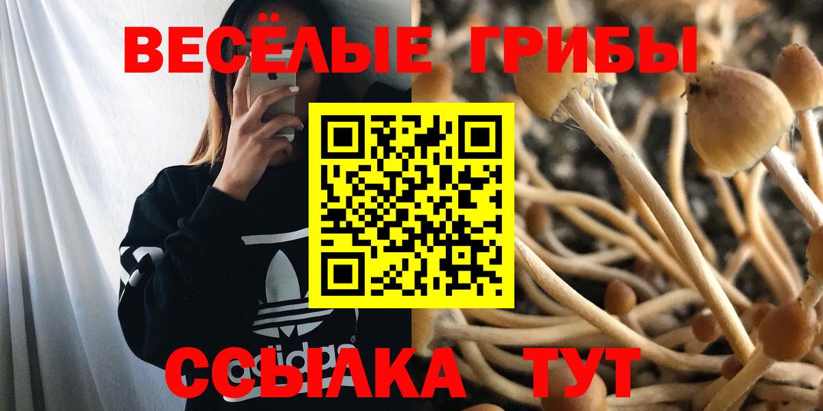 Новошахтинск  Галлюциногенные грибы Cubensis  Вход с VPN 